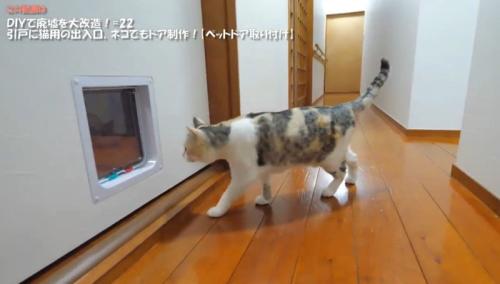 猫用出入り口を見ている猫