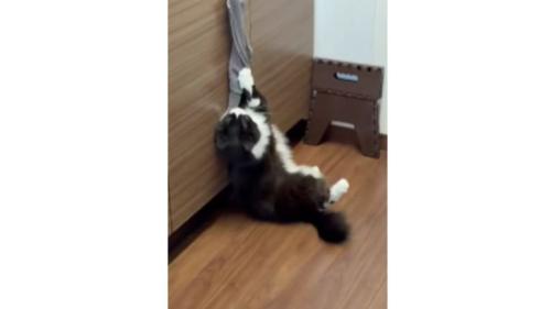 キッチンにいた猫