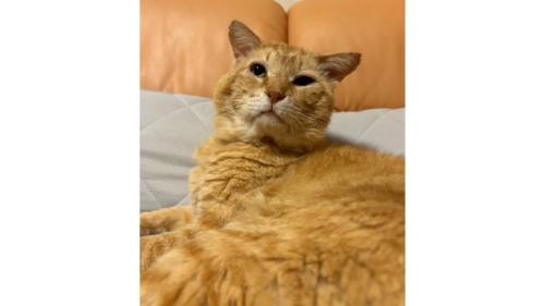 室内にいる猫