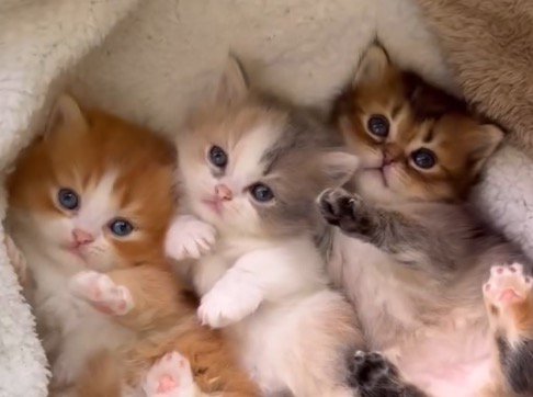 おもちゃの動きを目で追う子猫たち