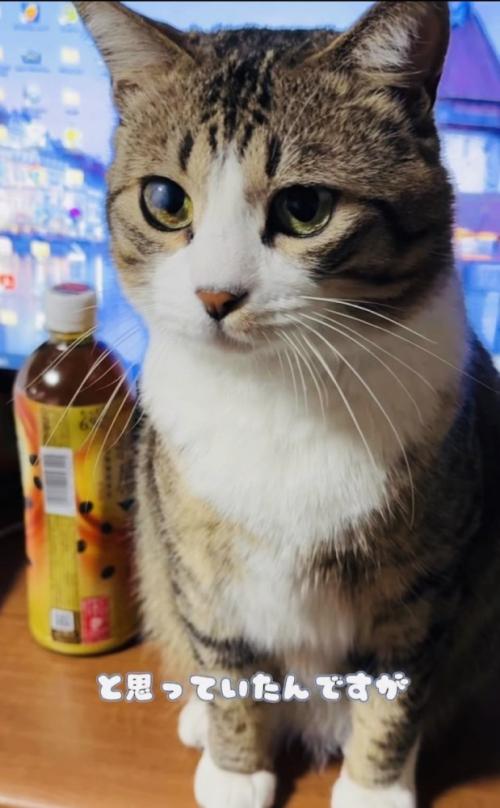 テーブルの上に座るキジ白猫