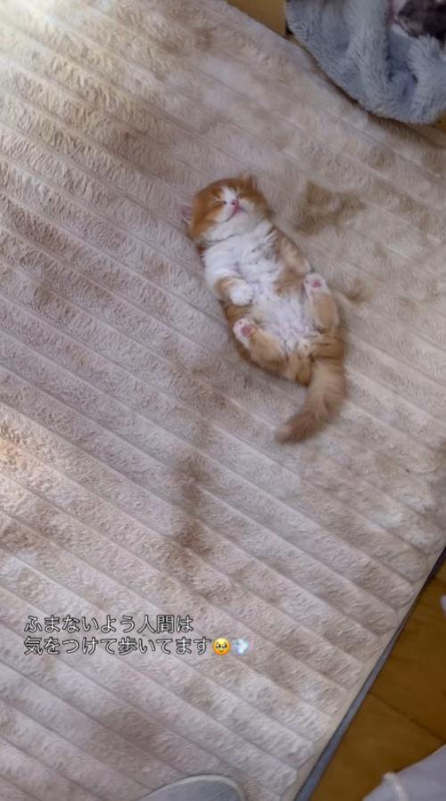 ゆっくりと子猫に近づく投稿者