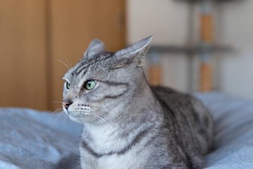 怒っている猫