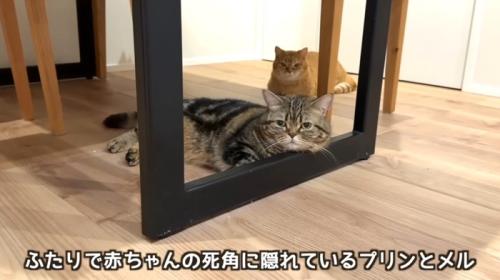 机の下にいる二匹の猫
