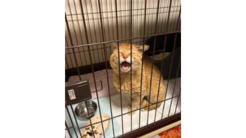 ケージの猫