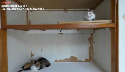 押し入れの中にいる猫達