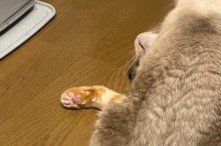 妹猫に潰された兄猫の顔