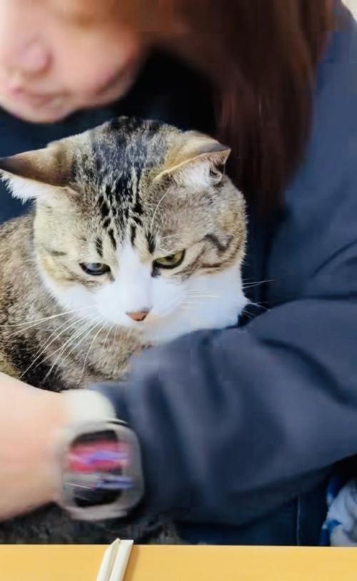 投稿主さんにバックハグされるキジ白猫