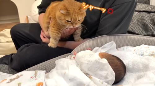 膝の上にのって赤ちゃんを見ている猫