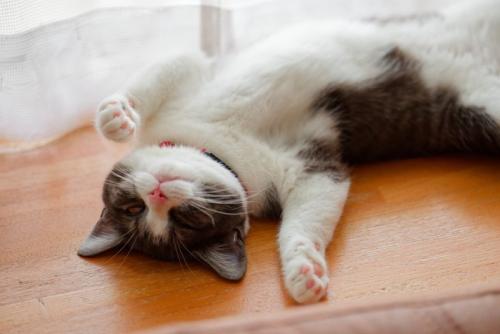 仰向けに眠る猫
