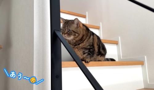 階段に立っている猫