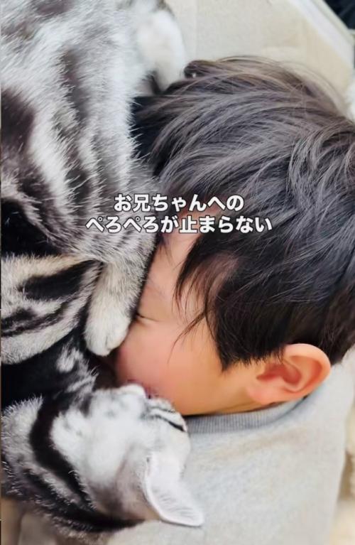 お兄ちゃんの顔を舐める子猫