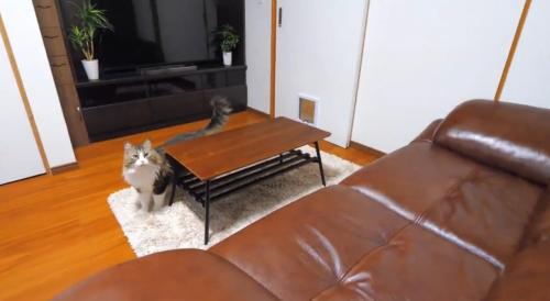部屋の中で上を見上げる猫