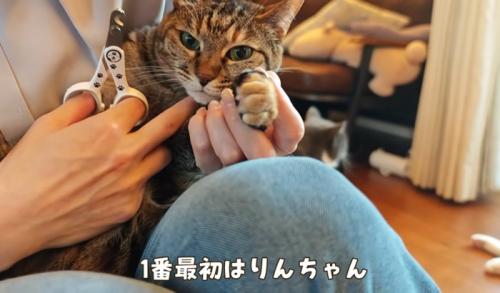 女性に爪切りされる猫