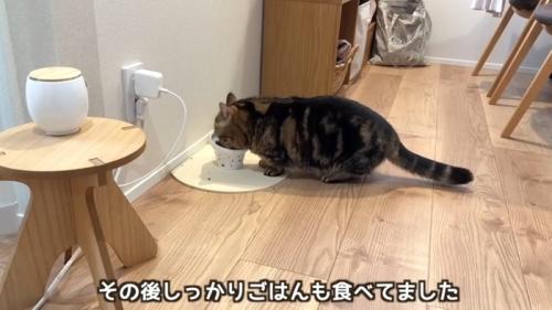 ご飯を食べている猫
