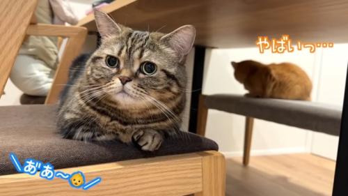 椅子に座っている二匹の猫