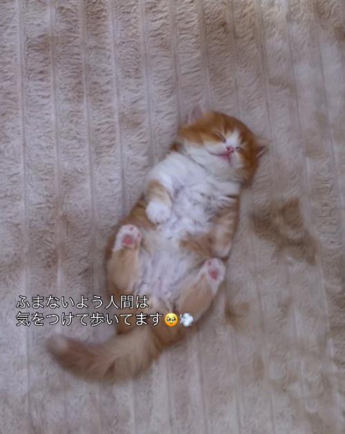 歩きながら子猫を見つめる投稿者