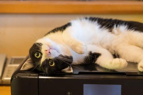 寝転ぶ猫