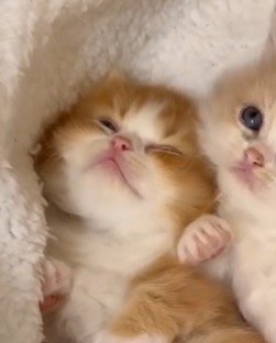 瞼を閉じる茶トラ柄の子猫