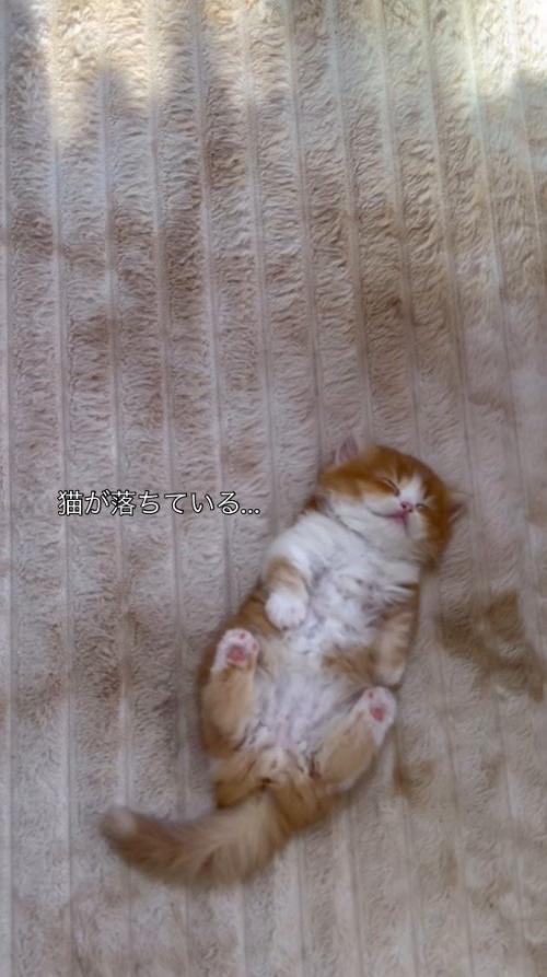 仰向けになって昼寝をする子猫