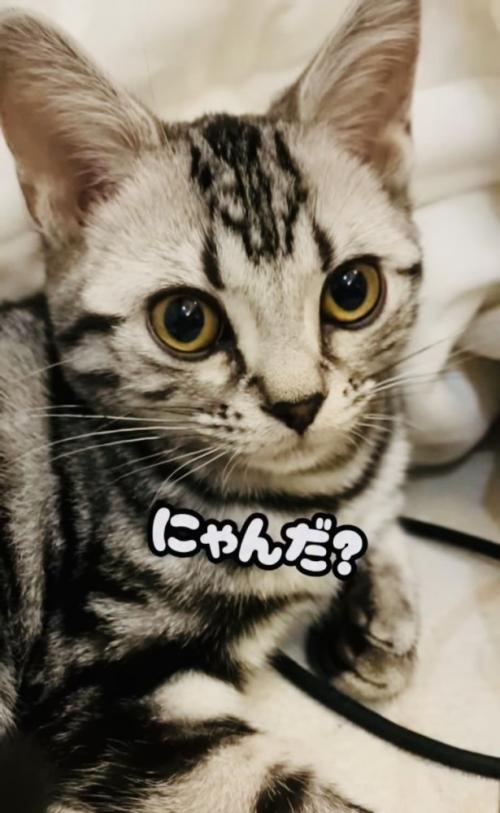 座っている子猫のアップ