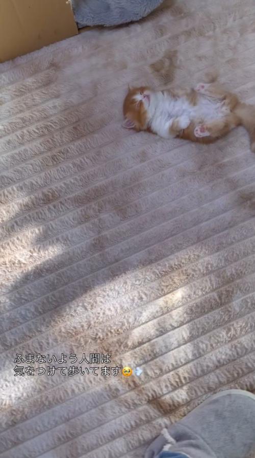 カーペットの上で眠る子猫を遠くから見つめる投稿者