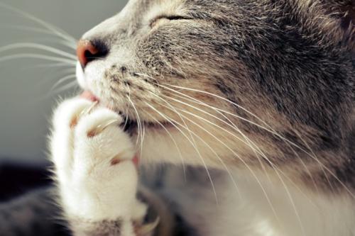 爪が長い猫
