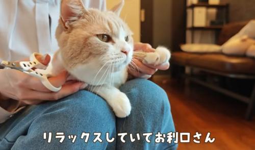 女性に爪切りされる猫
