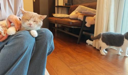 女性の膝の上でくつろぐ猫