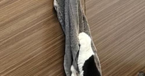 キッチンにいた猫