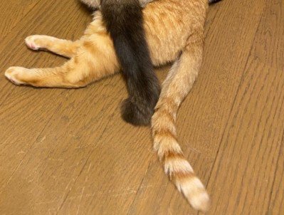 2匹の猫のしっぽ
