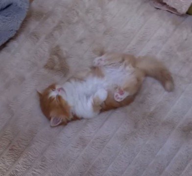 部屋の隅で仰向けになって眠る子猫
