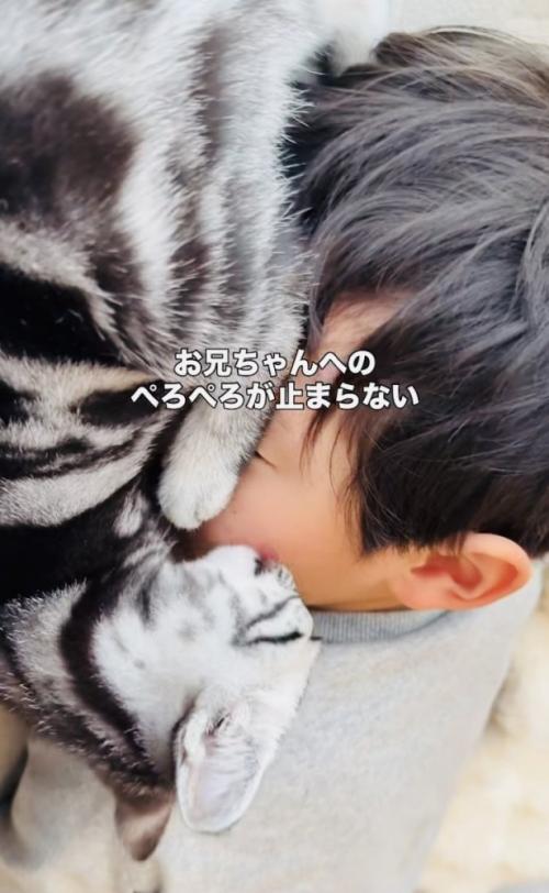 お兄ちゃんの顔を舐める子猫