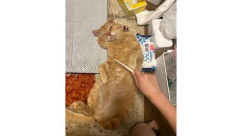 寝転がる猫