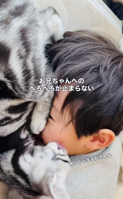 お兄ちゃんの顔を舐める子猫