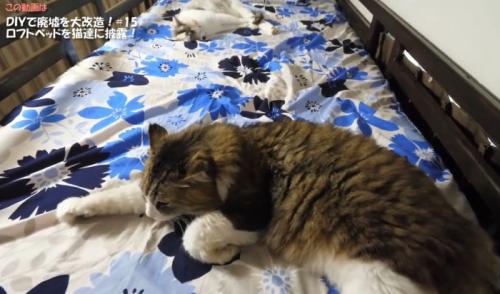 ベッドで寝る猫達
