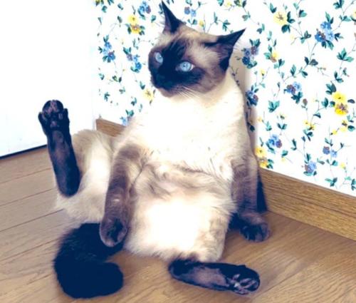 大きくなった猫
