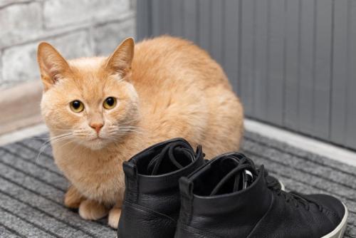靴の隣にいる猫