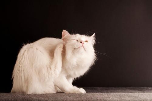後ろ足で顔をかく猫