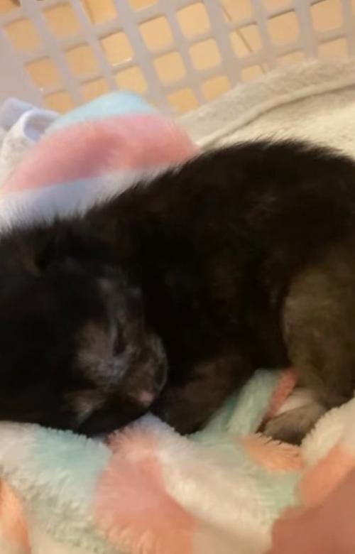 ブランケットの中で眠る小梅ちゃん
