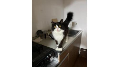 キッチンにいた猫