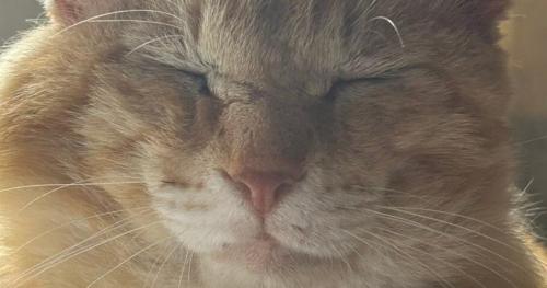 室内にいる猫