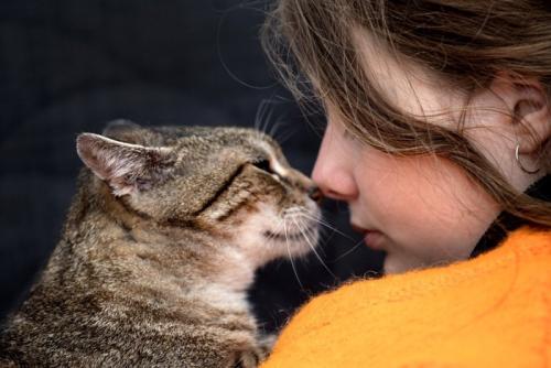猫と鼻をくっつけ合う少女