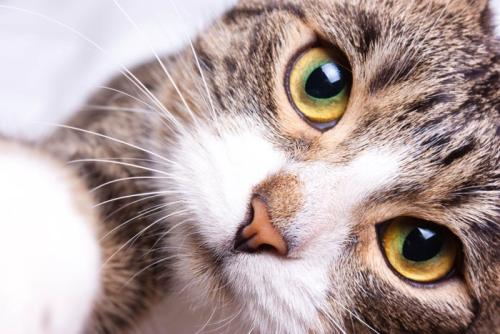 一点を見つめる猫のアップ