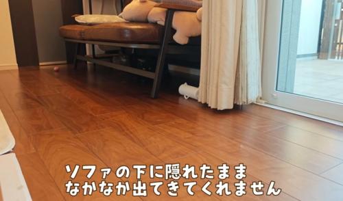 ソファーの下に隠れている猫
