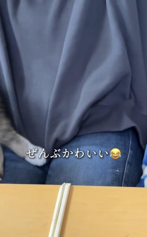 投稿主さんの膝の上から飛び降りるキジ白猫
