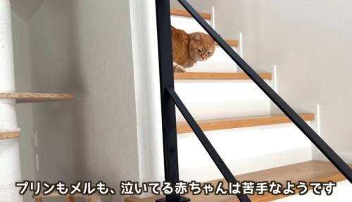 物陰に隠れて様子を見る猫