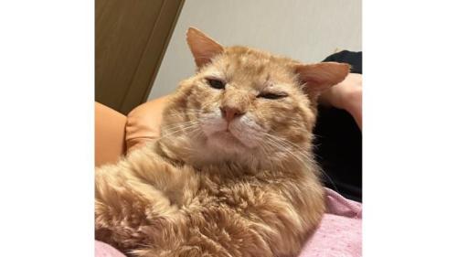 室内にいる猫
