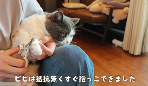 女性に爪切りされる猫