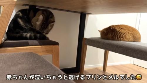 机の下に隠れる二匹の猫